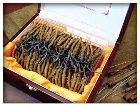 镜湖冬虫夏草回收